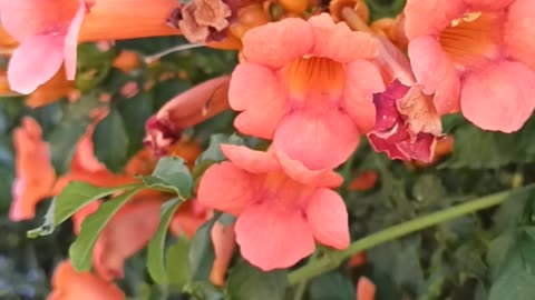 Trumpet Vine