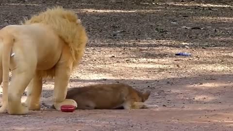 troll-prank-dog-funny-fake-lion-and-fake-tiger