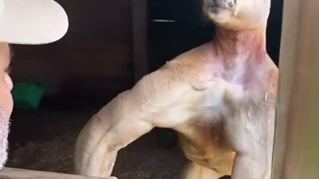 Kangaroo showed its huge muscles