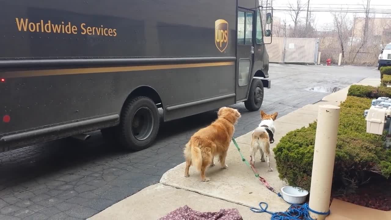 UPS Driver Stops By To Give Treats To Waiting Dogs