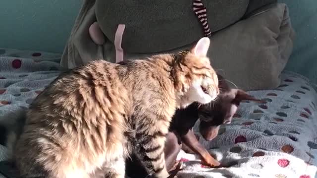 My Cat Simba and dog Fibi are good couple ❤️