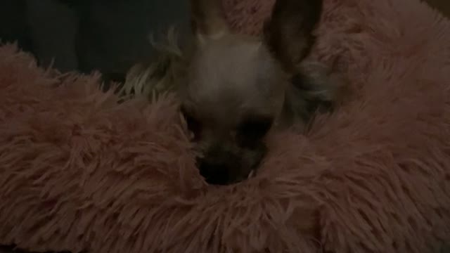 The video that the puppy doesn't play