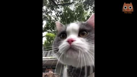 Trate de no reírse - Videos divertidos de gatos y perros #12