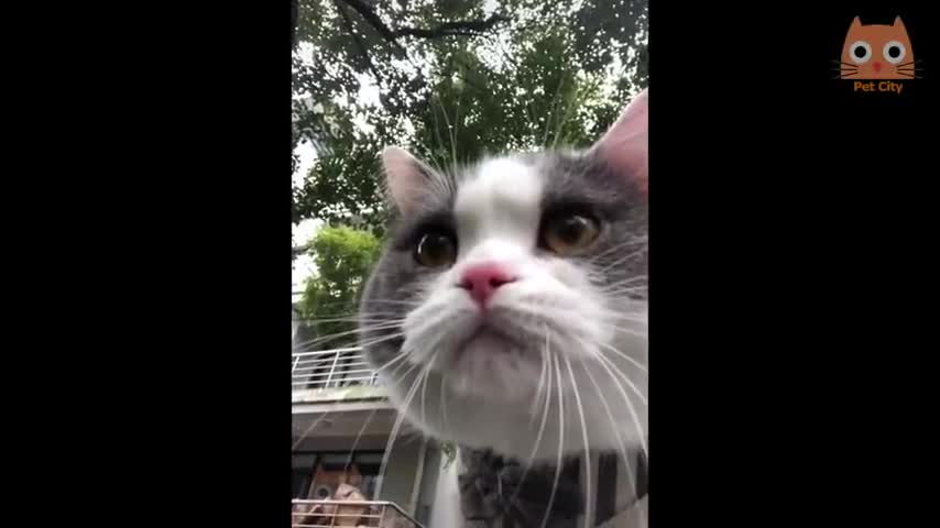 Trate de no reírse - Videos divertidos de gatos y perros #12