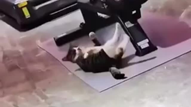 For every 1 view you can help me to buy car to my school 🥰 Funny Cat Video