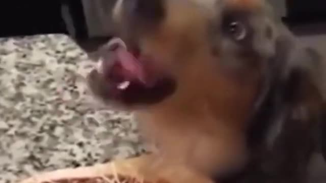 Funny dog videos try not to Laugh