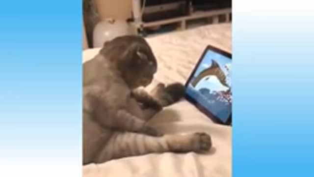 Cute Pets and Funny Animals Compilation 2021@@.;/