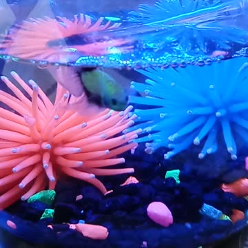 Good morning Little Worm