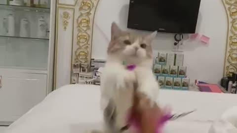 Little kitten Lisa playing with a new toy