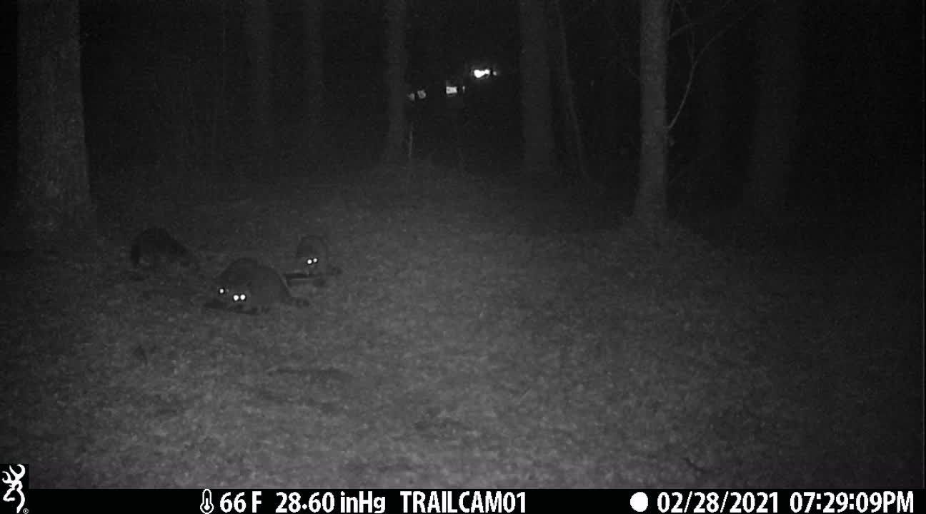 4 Raccoons Looking for Food