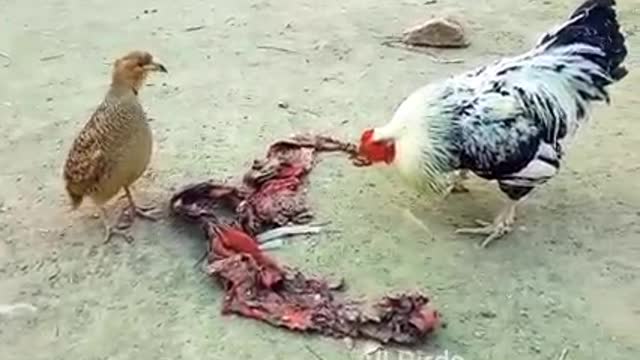 smart bird and chicken