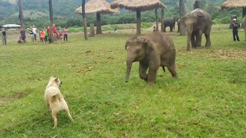 Cute Baby Elephant Gets Frustrated After Chasing A Dog