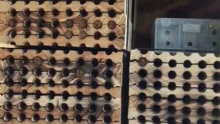 Mason Bees 1 Month