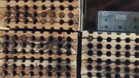 Mason Bees 1 Month