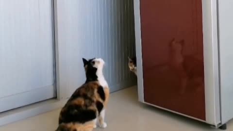 Keep a cat, only know how happy you are