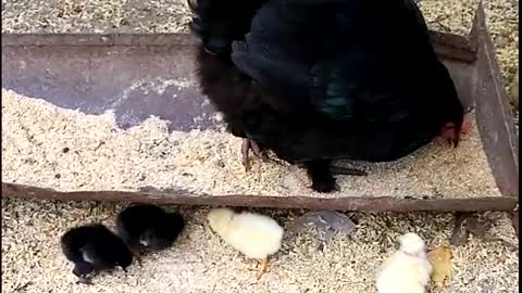 🐔 chicken with chicks 🐥