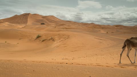 camels walking in the desert