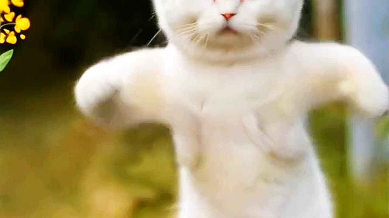 Cute cat dance funny shorts 🤣🤣🤣