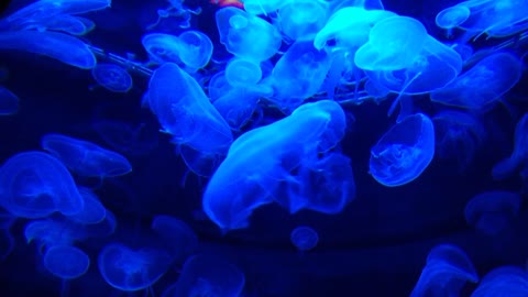 Jellyfish Tank Water Life Marine Blue Aquarium