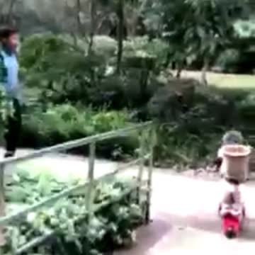 Daring Dog rides on scooter