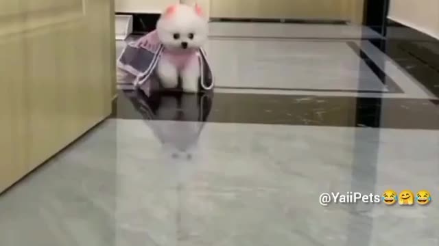 The best Funny Playing Cats and Dancing Kittens Compilation | Try not to laugh