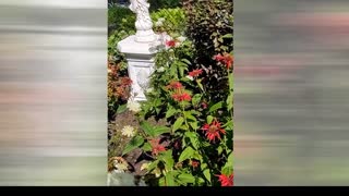 RubyThroated Hummingbird Feeding From Red Minarda (Bee Balm)