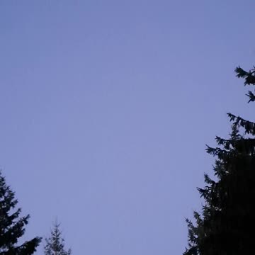 Bats, Bat House not Cat House