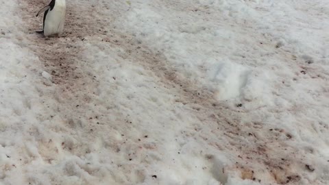 Rush Hour in Antarctica