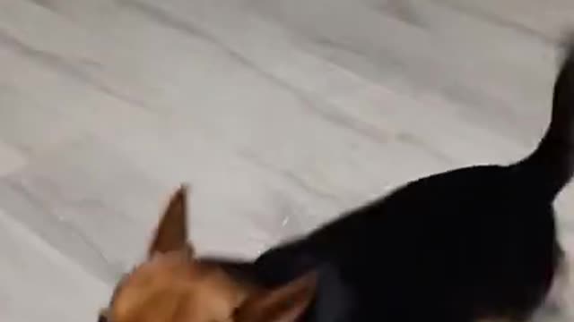 Happy Dog 😂😂 Nice Dance 👍👍😁😁🐕🐕 #shorts