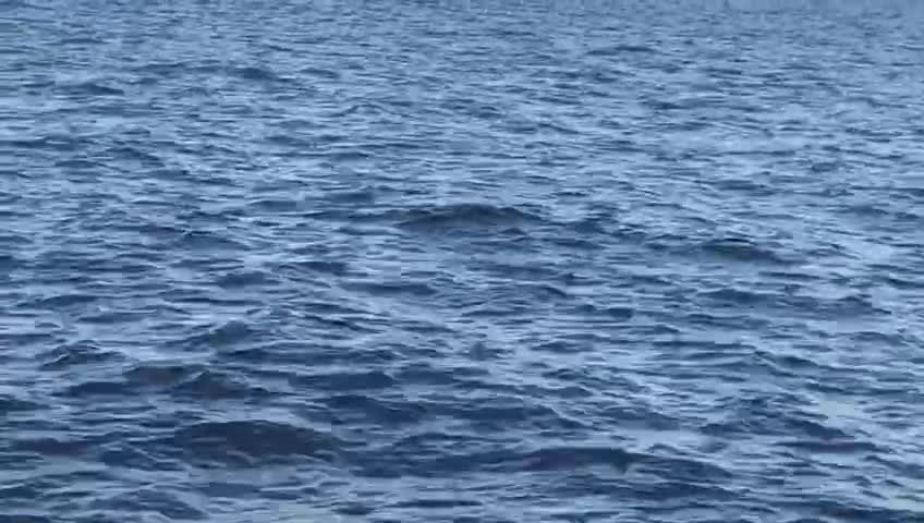 Dolphins in ocean