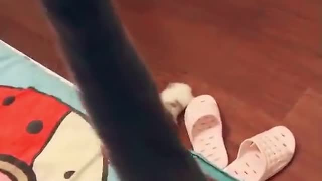 Funny Pet Videos 002