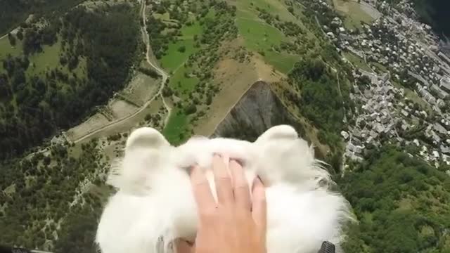 Flying Dog 🐕