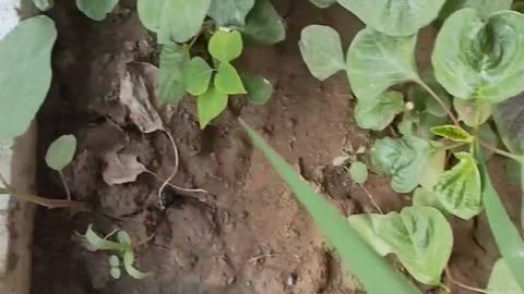 potted greens