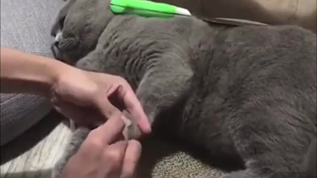 Cats are afraid of kitchen knives