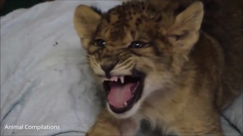 Lion baby reaction..a cute baby