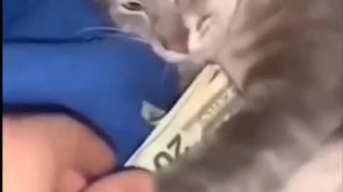 Selfish cat doesn't want to give the money back 🫣