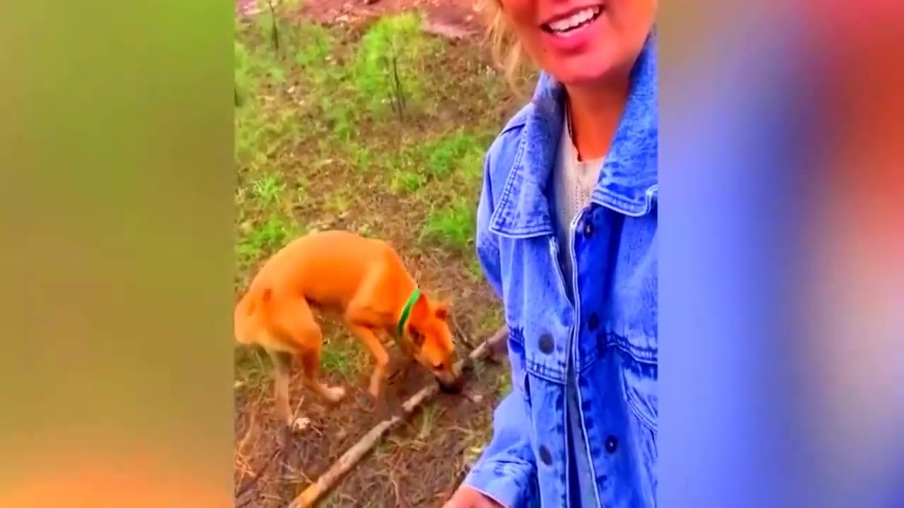 New Funny Animals Video 2023 | Funniest Cats and Dogs Videos | New Funny Video Of Cat And Dogs #424