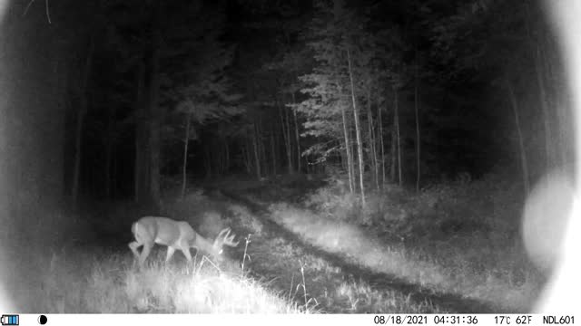 2 young Bucks looking for food or females?