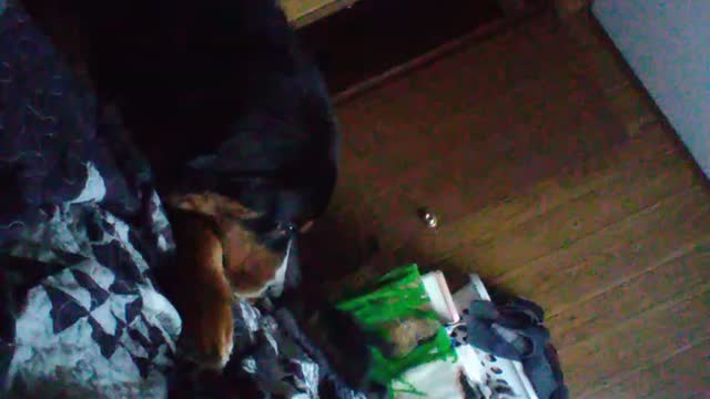 Barking at my dog