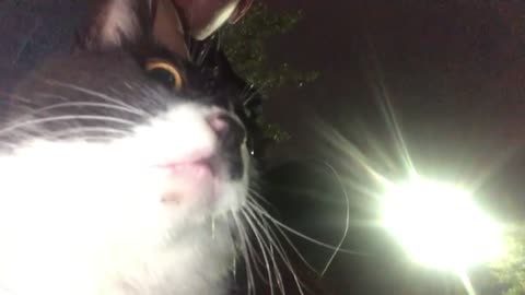 Cute cat looking around