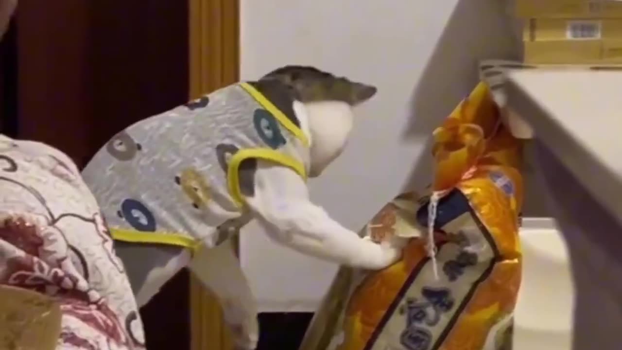 This cat is crazy 🤣