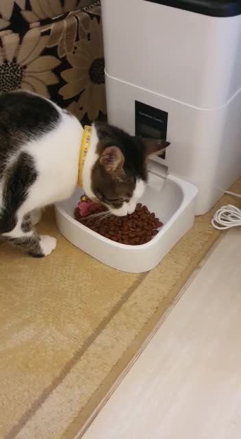 Automatic Dispencer for Cat Cookies