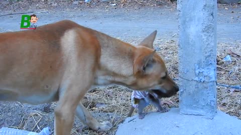 Heartbreaking baby monkey Jenner Escaping From Dog And Stuck Roll On Barbed Wire - pet lover