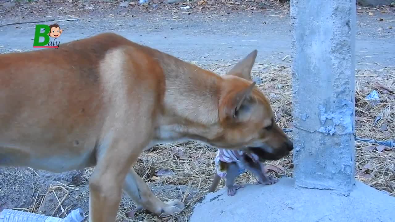Heartbreaking baby monkey Jenner Escaping From Dog And Stuck Roll On Barbed Wire - pet lover