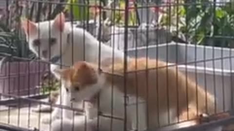 Funny Animal Videos 2023 😂- Funniest Cats And Dogs Videos || Animal Funny Moments || Pet Hub12