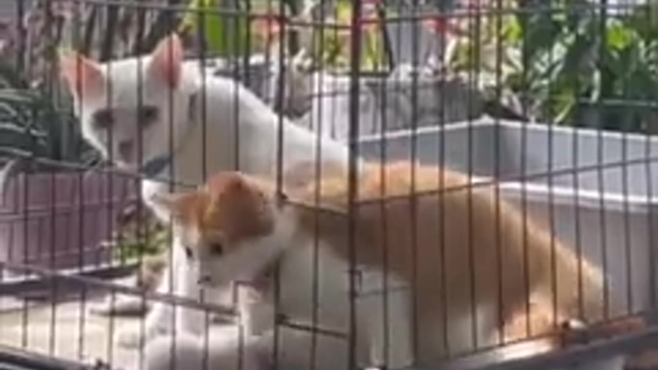 Funny Animal Videos 2023 😂- Funniest Cats And Dogs Videos || Animal Funny Moments || Pet Hub12