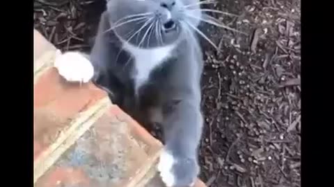 Cat laughing 🤣🤣🤣