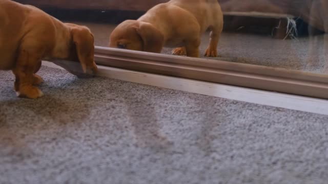 Dog vs Mirror Fight | Dog Fight Mirror #shorts