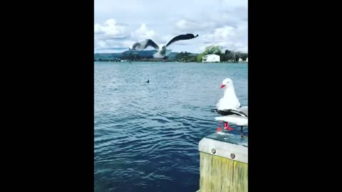 Amazing view of sea shore-some big ducks swan.