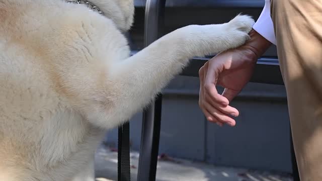 Cute Dog Greeting is Owner 🐶💕